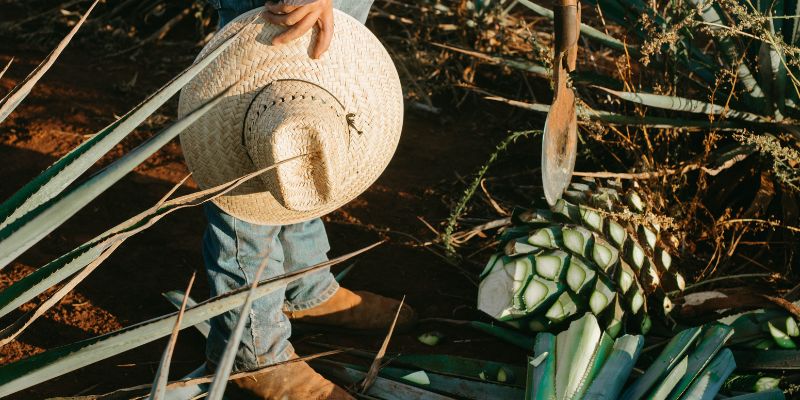 farmer in the field