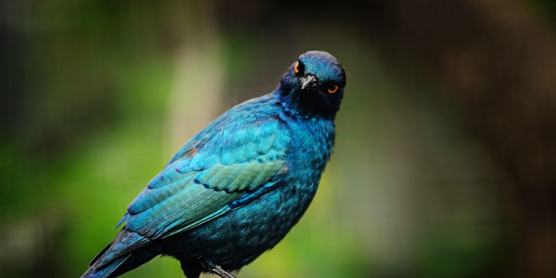 Blue Bird