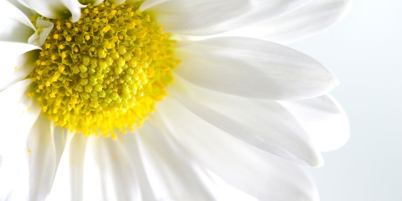 A beautiful daisy