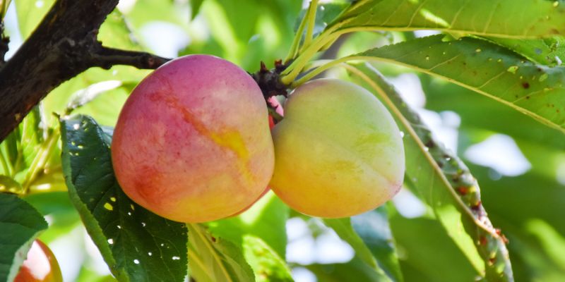 Apricot tree